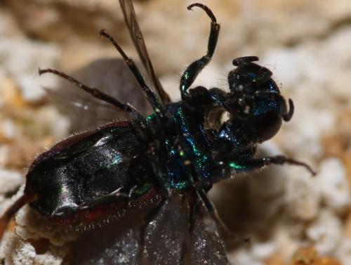 Réf. 333 051 : Chrysis interjecta